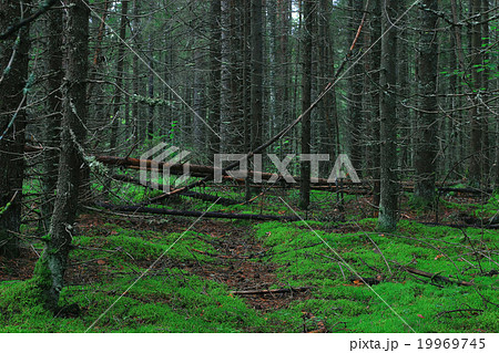 Summer dense forest landscape Summer dense forest landscape 19969745