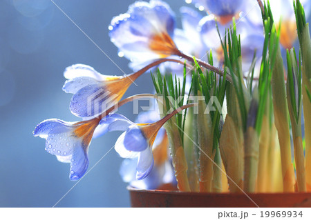 tender spring flowers wild tender spring flowers wild 19969934