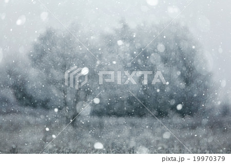 blurred background snowy forest nature park 19970379