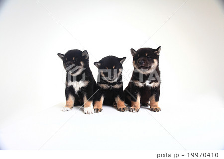 group of puppies on a white background 19970410