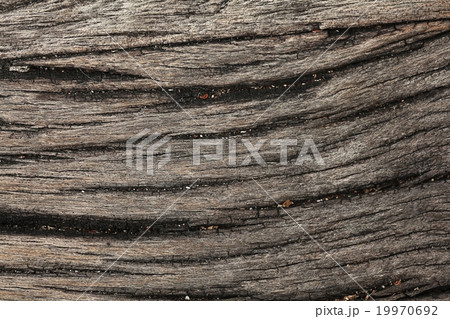 old wood texture of dried 19970692