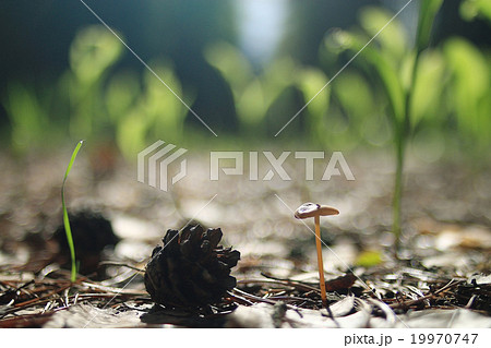 mushrooms texture mushrooms texture 19970747