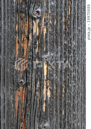 wood background texture old tree wood background texture old tree 19970889