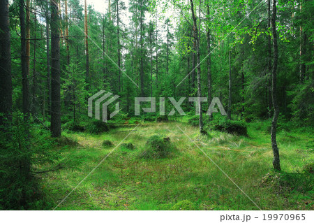 Summer in the city park landscape 19970965