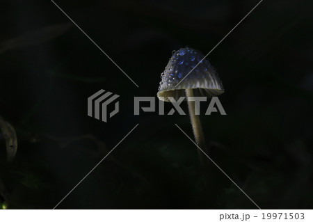 macro fungus mushroom naturally in wood macro fungus mushroom naturally in wood 19971503