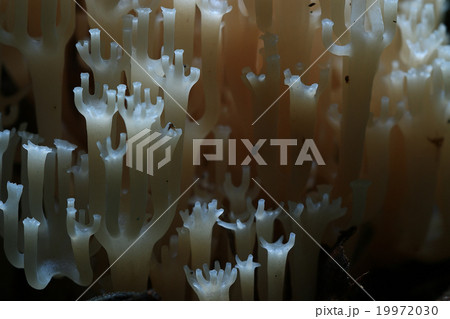 mushrooms texture 19972030