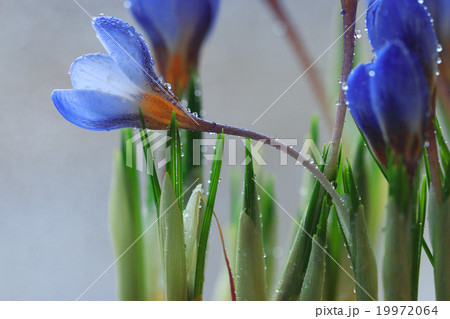 tender spring flowers wild 19972064