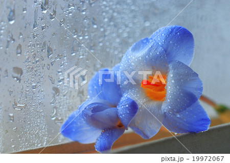 flowers blue book novel concept of love 19972067