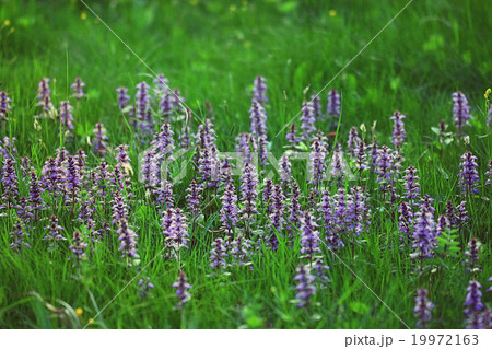 texture background blue flowers grass green 19972163