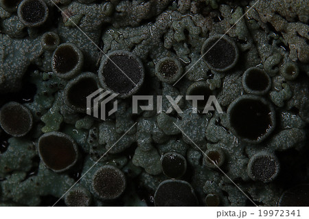 texture moss lichen macro mushroom 19972341