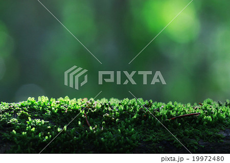 texture moss lichen macro mushroom texture moss lichen macro mushroom 19972480