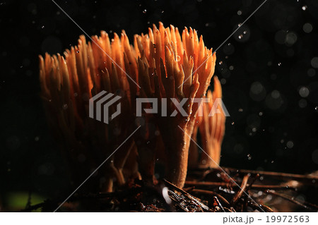 texture moss lichen macro mushroom texture moss lichen macro mushroom 19972563