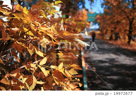 Road in the autumn forest Road in the autumn forest 19972677