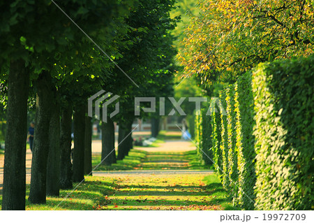 Summer in the park trees alley 19972709