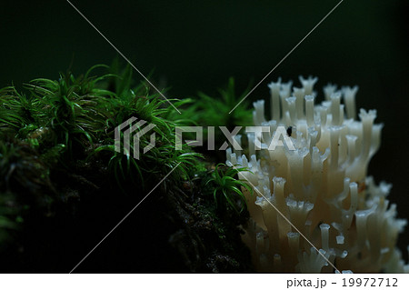 mushrooms texture mushrooms texture 19972712