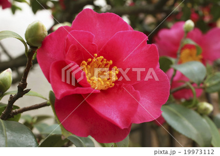 山茶花 19973112