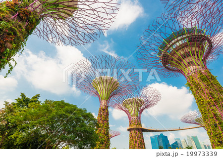 View of The Supertree Grove at Gardens by the Bay View of The Supertree Grove at Gardens by the Bay 19973339