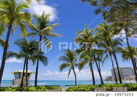 ワイキキビーチ 19973353