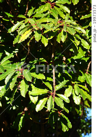 初冬のユズリハ 初冬のユズリハ 19973573