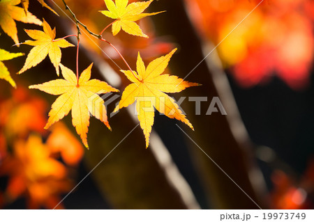 美しい紅葉 美しい紅葉 19973749