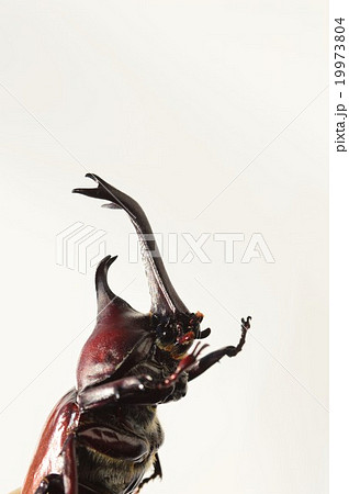 国産カブト虫の角のアップ　白バック 19973804