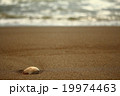 浜辺の貝殻 19974463