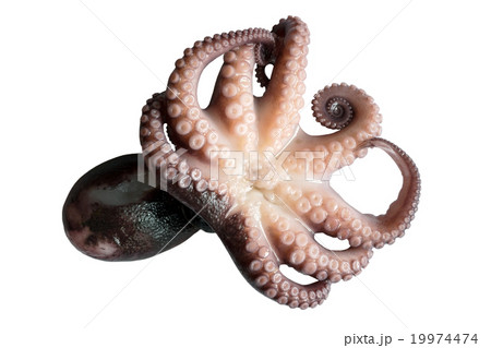 Tentacle squid on a white background 19974474