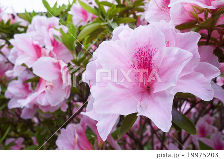 ツツジの花 ツツジの花 19975203