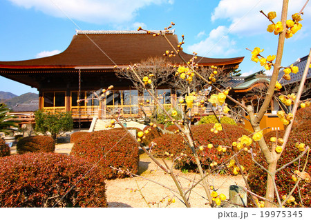 大内氏館跡 龍福寺本堂 大内氏館跡 龍福寺本堂 19975345