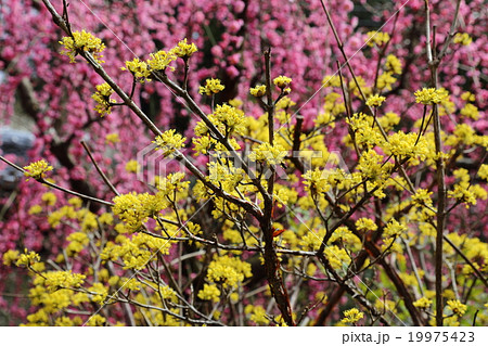 サンシュユの花 19975423