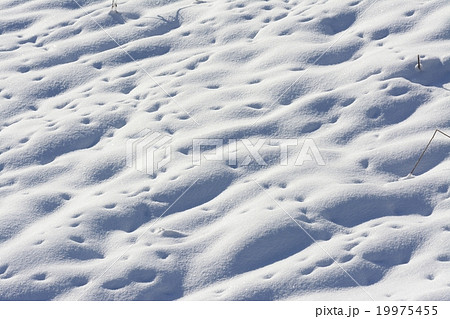 縦横無尽 19975455