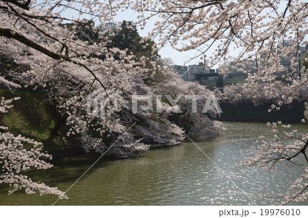 千鳥ヶ淵の満開の桜 19976010