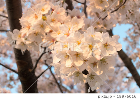 夕陽に照らされる満開の桜 19976016