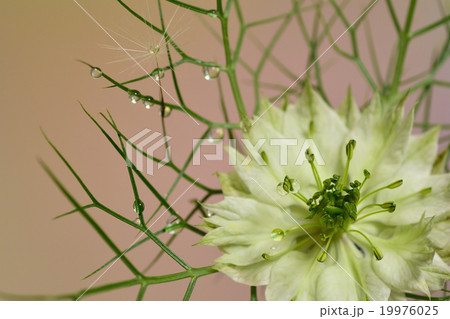 二ゲラホワイトとタンポポ綿毛　水滴写真 19976025