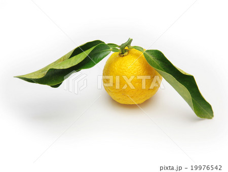葉付き柚子 葉付き柚子 19976542