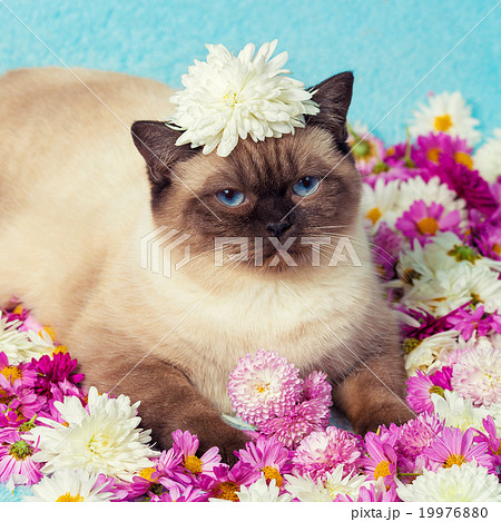 Portrait of cute cat with chrysanthemums flowers 19976880