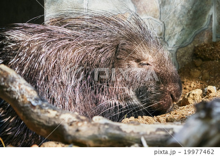 Sleeping Porcupine in zoo 19977462