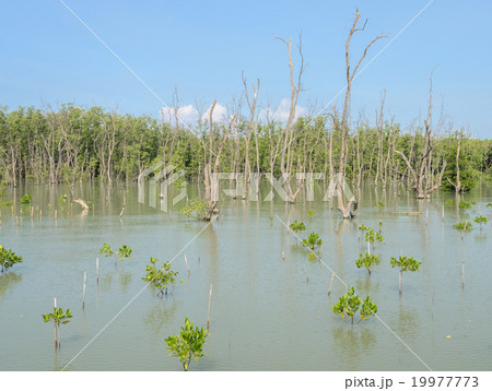 Mangrove forest 19977773