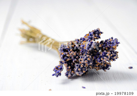 lavender flowers lavender flowers 19978109