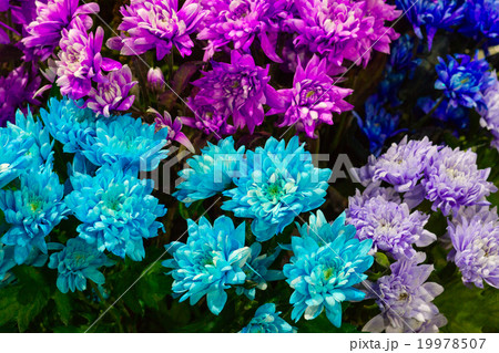 Colorful daisy flower closeup (Colorful Pyrethrum) 19978507