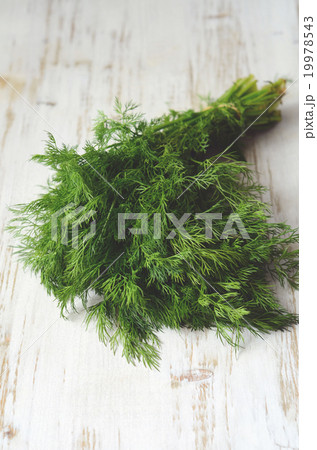 bunch of fresh  dill 19978543