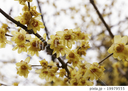 蝋梅の花(基本種) 1月 蝋梅の花(基本種) 1月 19979555
