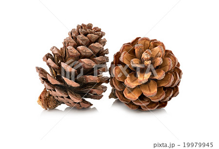 cones various coniferous trees isolated on white cones various coniferous trees isolated on white 19979945