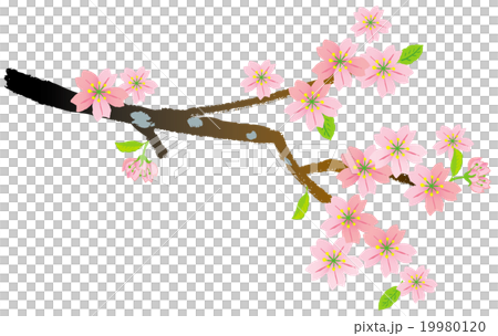 桜 さくらの枝のイラスト素材