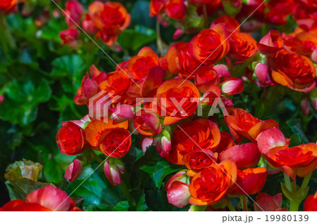 Red Begonia flowers in the garden Red Begonia flowers in the garden 19980139