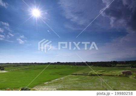 Terrace rice field 19980258