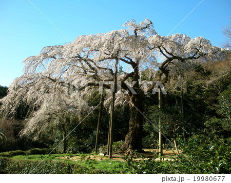 長興山紹太寺のしだれ桜 19980677