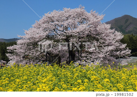 黒部のエドヒガン桜と菜の花 19981502