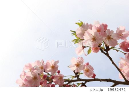 桜の花 19982472