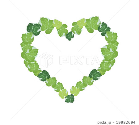Fresh Polyscias Leaves Forming in Heart Shape 19982694